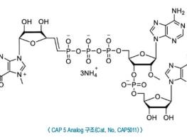 CAP 5 analog(CAP5011) – mRNA·치료제·백신 연구를 위한 CAP 원료 기사 이미지